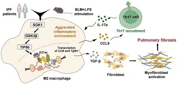 May be an image of text that says "IPF patients BLM+LPS stimulation SGK1 GSK3B Th17 Th17cell cell IL-17a Aggravated inflammatory environment TIP60 nΡσΟ Th17 recruitment K27ac Transcription of ofCcl9andTgfb1 Cc19 and Tgfb1 CCL9 Pulmonary fibrosis TGF-B M2 macrophage Fibroblast Myofibroblast activation"